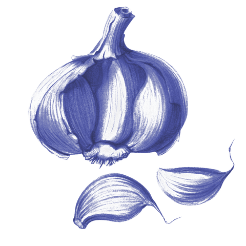 Garlic